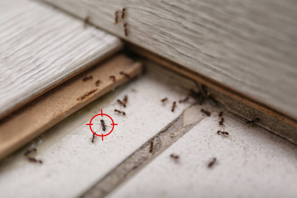 Best Pest Control Treatment  in Dover, NJ