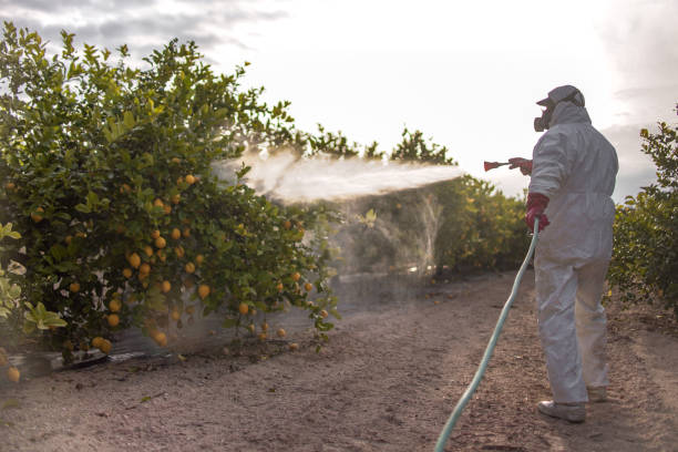 Best Wasp Removal Services  in Dover, NJ