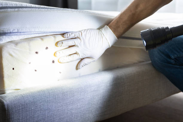 Best Flea Control Services  in Dover, NJ