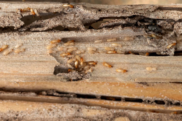 Best Mosquito Control Services  in Dover, NJ