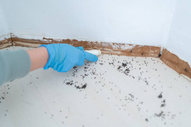 Best Mosquito Control Services  in Dover, NJ